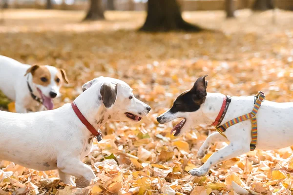 Drei Jack Russel Hunde Spazieren Zur Herbstzeit Park — Stockfoto
