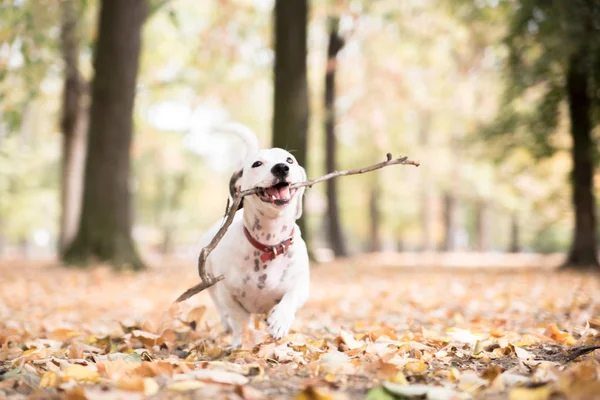屋外の木製の棒を運ぶジャック ラッセル犬 — ストック写真