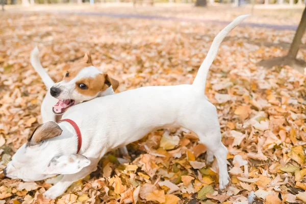 Дві Собаки Джек Рассел Прогулянка Парку Осінній Сезон — стокове фото