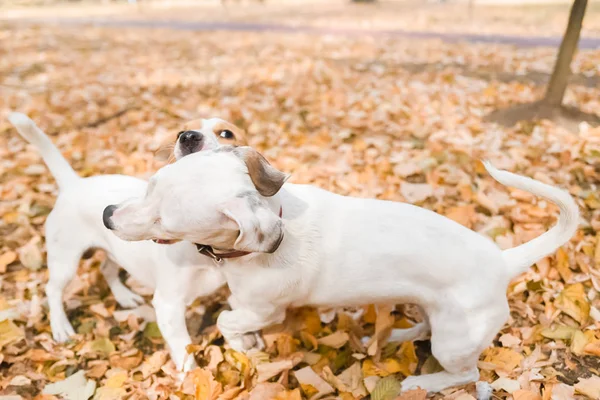 Три Джек Рассел Собаки Прогулянка Парку Осінній Сезон — стокове фото