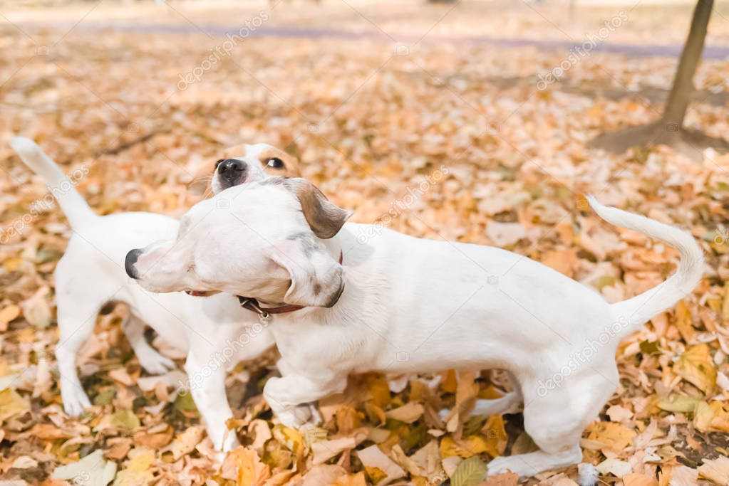 Three Jack Russell dogs walking in park at autumn season