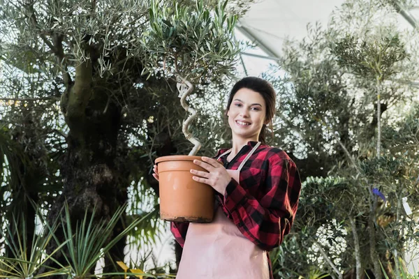 Fille Souriante Passionnée Botanique Portant Pot Avec Olivier Dans Serre — Photo