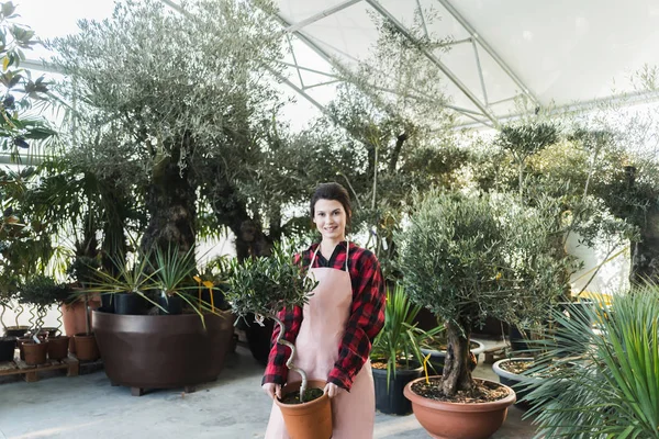 Tinere Grădinar Sex Feminin Care Deține Măsline Decorative Cultivate Pentru — Fotografie, imagine de stoc