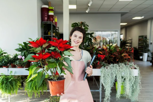 Sonriente Amigable Florista Chica Llevando Hermosa Euforbia Pulcherrima — Foto de Stock