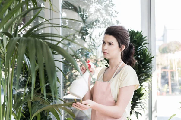 Young Woman Gardener Watering Plants Sprayer Greenhouse — Stock Photo, Image