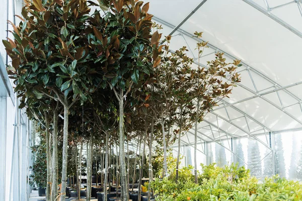 Kas Met Bijzondere Klimatologische Omstandigheden Voor Planten — Stockfoto