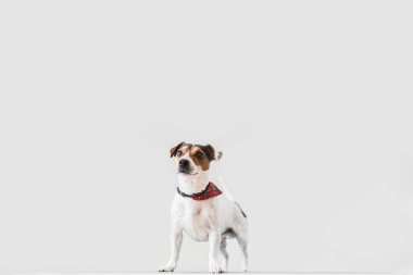 Veteriner de masada duran sevimli küçük jack russell 