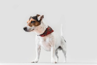 Veteriner de masada duran sevimli küçük jack russell 