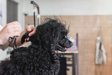 Groomer unraveling tangles from poodles hair with scissors in grooming salon for dogs clipart