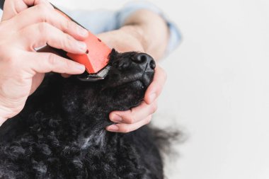 Erkek ellerinin yakın çekim kaniş ler snout etrafında saç kırpma