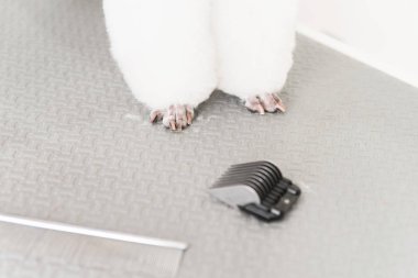 Damat masaüzerinde duran beyaz kaniş pençeleri yakın