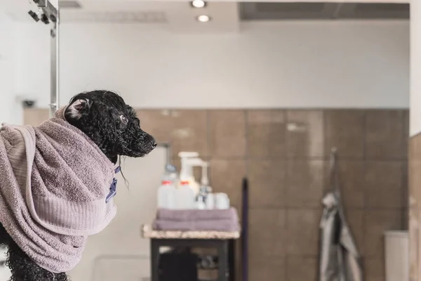 Adorable Black Poodle Wrapped Towel Bathing — Stock Photo, Image