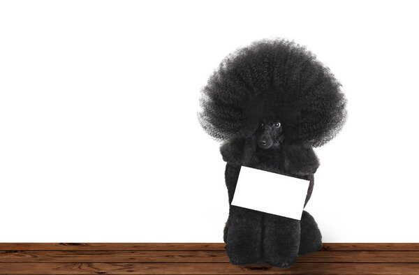 Очаровательный очаровательный стильный черный пудель сидит с чистой бумагой с местом для сообщения изолированы на белом фоне
