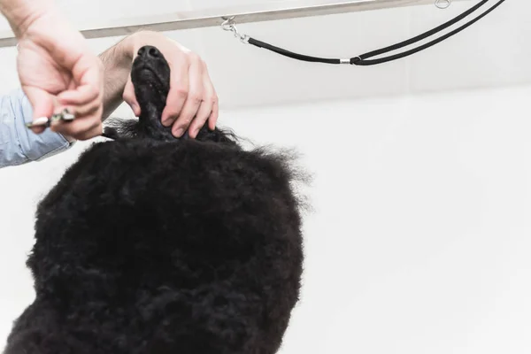 View Male Hands Styling Hair Black Poodle Scissors — Stock Photo, Image