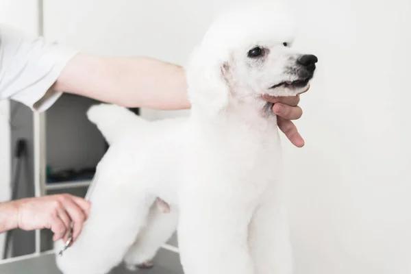 Retrato Poodle Blanco Lindo Pie Salón Aseo Para Perros — Foto de Stock