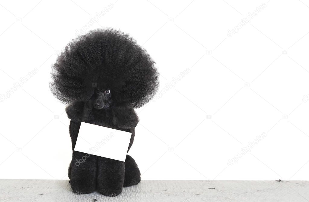Charming black fluffy poodle sitting with blank paper isolated on white background