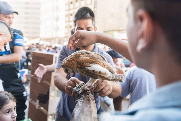 Bagdad Irak Iulie 2019 Păsări Bufniță Vânzare Stradă Amazing Bazar — Fotografie, imagine de stoc