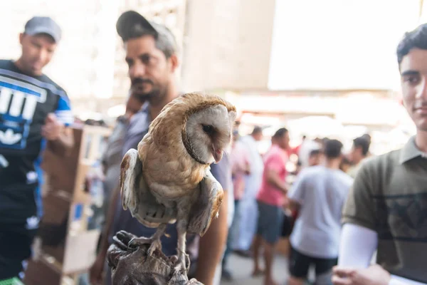 Bagdad Irak Iulie 2019 Păsări Bufniță Vânzare Stradă Amazing Bazar — Fotografie, imagine de stoc