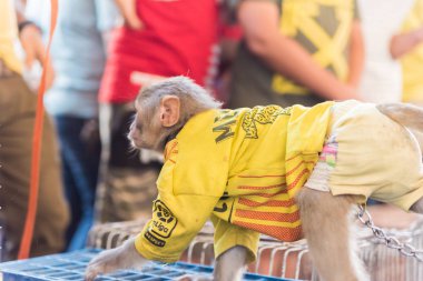 Irak, Bağdat - 5 Temmuz 2019: Bağdat sokaklarında genç, eğlenceli maymun bebek. Vahşi hayvanları satma kavramı
