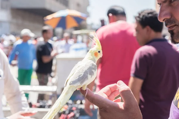 Irak Bagdad Iulie 2019 Frumoasă Nimfă Papagal Care Pozează Îndemână — Fotografie, imagine de stoc