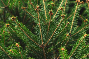 Ladin ağacı güneşli. Closeup şube ve küçük koni. 