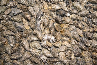 Duvar ile lots-in istiridye kabukları dekore edilmiştir. Detaylı düzensiz arka plan.