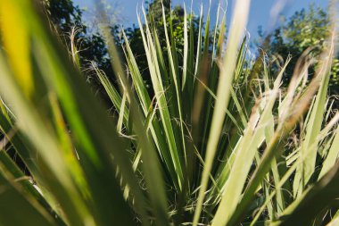 Palmiye yapraklarından geçiyorum. Bir ormanın içinde kaybolmuş. 