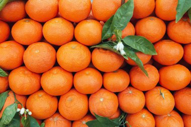 Yeşil yapraklı bir portakal yığını. Pazarda doğal citrons.