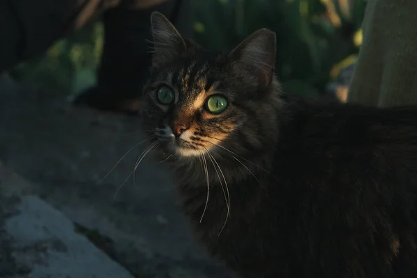 Schöne Gestromte Katze Mit Grünen Augen Bei Sonnenuntergang Suche Nach — Stockfoto