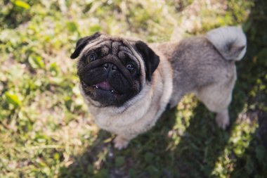 Yeşil çim kamera bakarak açık ağız ile sevimli pug. Güneşli gün.