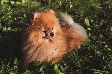 Yeşil çimenlerin üzerinde yatan kahverengi bir tükürük portresi. Kabarık köpek küçük bir aslan gibi görünüyor.