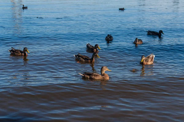 Flock Mallard Ducks River Blue Reflection Beautiful Birds Waiting Food — Stock Photo, Image