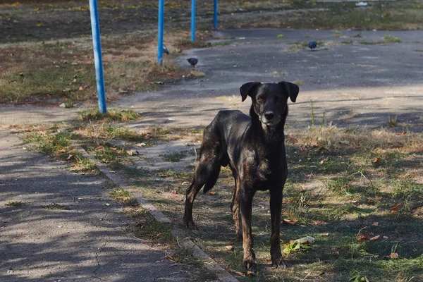 Skinny Zwarte Dakloze Hond Buiten Het Vagrant Dier Staat Kijkt — Stockfoto