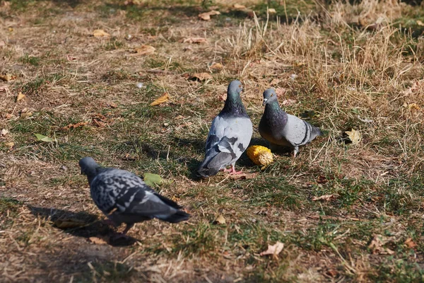 Dvě Holubi Jedí Kukuřici Bitva Holubů Jídlo Ptáci Slunečném Dnu — Stock fotografie