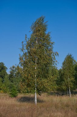 Berrak mavi gökyüzüne karşı sonbaharda güzel huş ağacı. Rüzgarlı havalarda çok renkli yaprakları ile Ağaç. Orman-bozkır alanı.