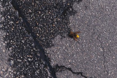 Isıt kaldırımdaki su birikintisinde wasp su içer. Böcek sıvı arıyor. Şehirde kuraklık. Kavramsal fotoğraf.