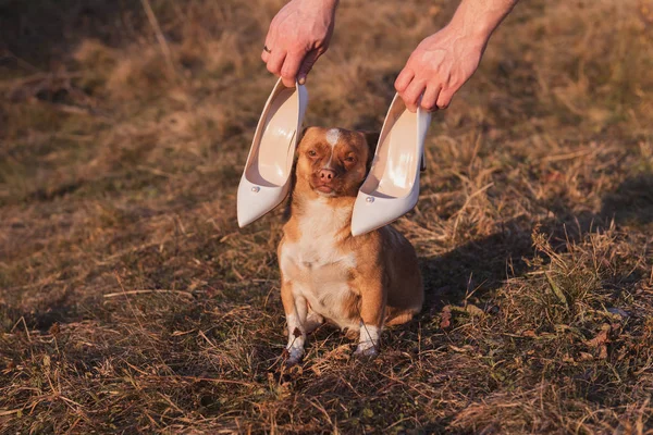 Mãos Noivo Mantêm Sapatos Brancos Femininos Com Uma Pérola Sobre — Fotografia de Stock