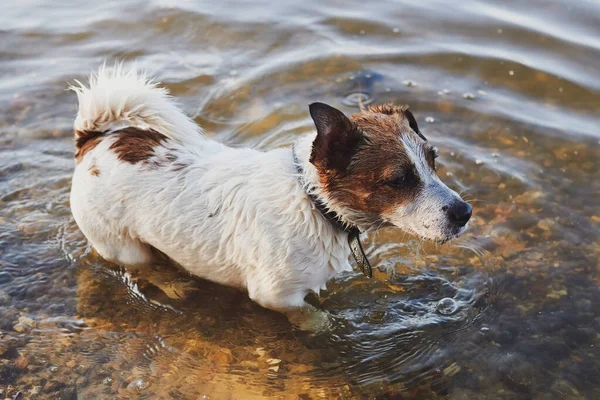 Nedves Jack Russel Terrier Vízben Sétál Játékos Kutya Élvezi Hideg — Stock Fotó