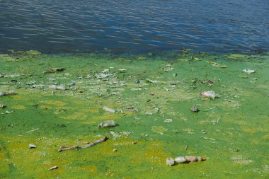 Yeşil yosun ve plastik çöpler gölette. Çevre kirliliği konsepti fotoğrafı. Pis kokulu su..