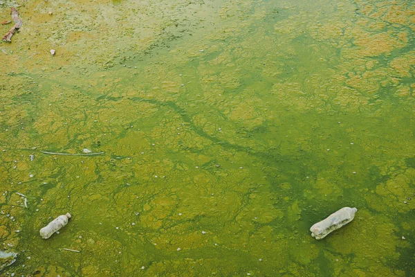 Зеленые Струнные Водоросли Пластиковый Мусор Пруду Концепция Загрязнения Окружающей Среды — стоковое фото