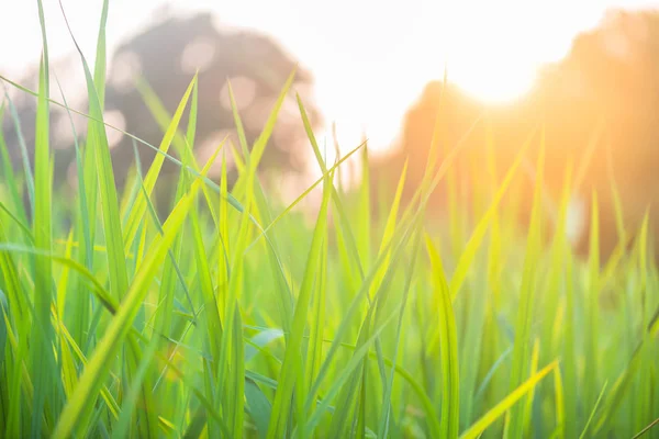 Přírodní Pozadí Blured Zelená Rýže Pole Slunce Světlo — Stock fotografie