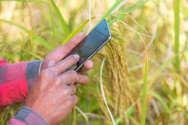 Cep telefonu kullaranarak çiftçi kontrolden yakın çekim veya pirinç alan orak ile ayakta tablet, tırpan veya hasat için kanca.