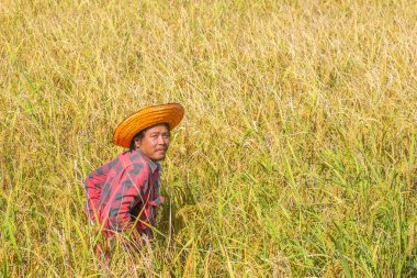 Çiftçi hasat için pirinç alan duran.