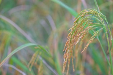 Pirinç alan hasat için hazır pirinç.