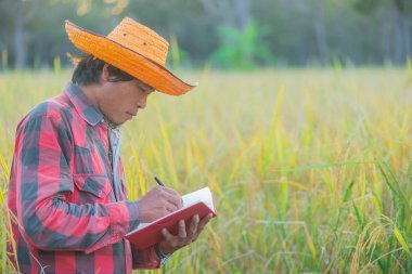 Erkek çiftçi hasat için pirinç alanında dizüstü yazmak.