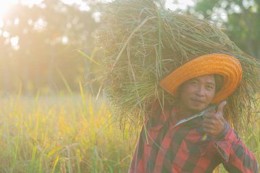 Erkek çiftçi hasat sonrası omuz pirinç alan içinde pirinç taşırlar. günbatımı ışığı.