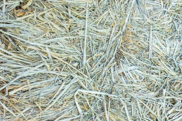 Dried Old Hay Natural Background Texture — Stock Photo, Image