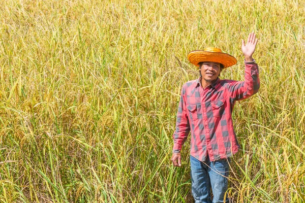 幸せ農家は収穫のため田んぼに立っています — ストック写真