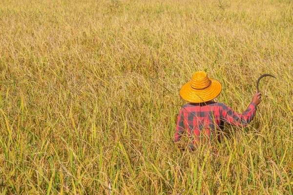 Farmer Standing Rice Field Sickle Scythe Hook Harvesting — Stock Photo, Image