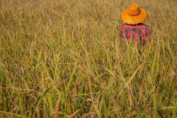 Agricoltore Piedi Nella Risaia Raccolta — Foto Stock